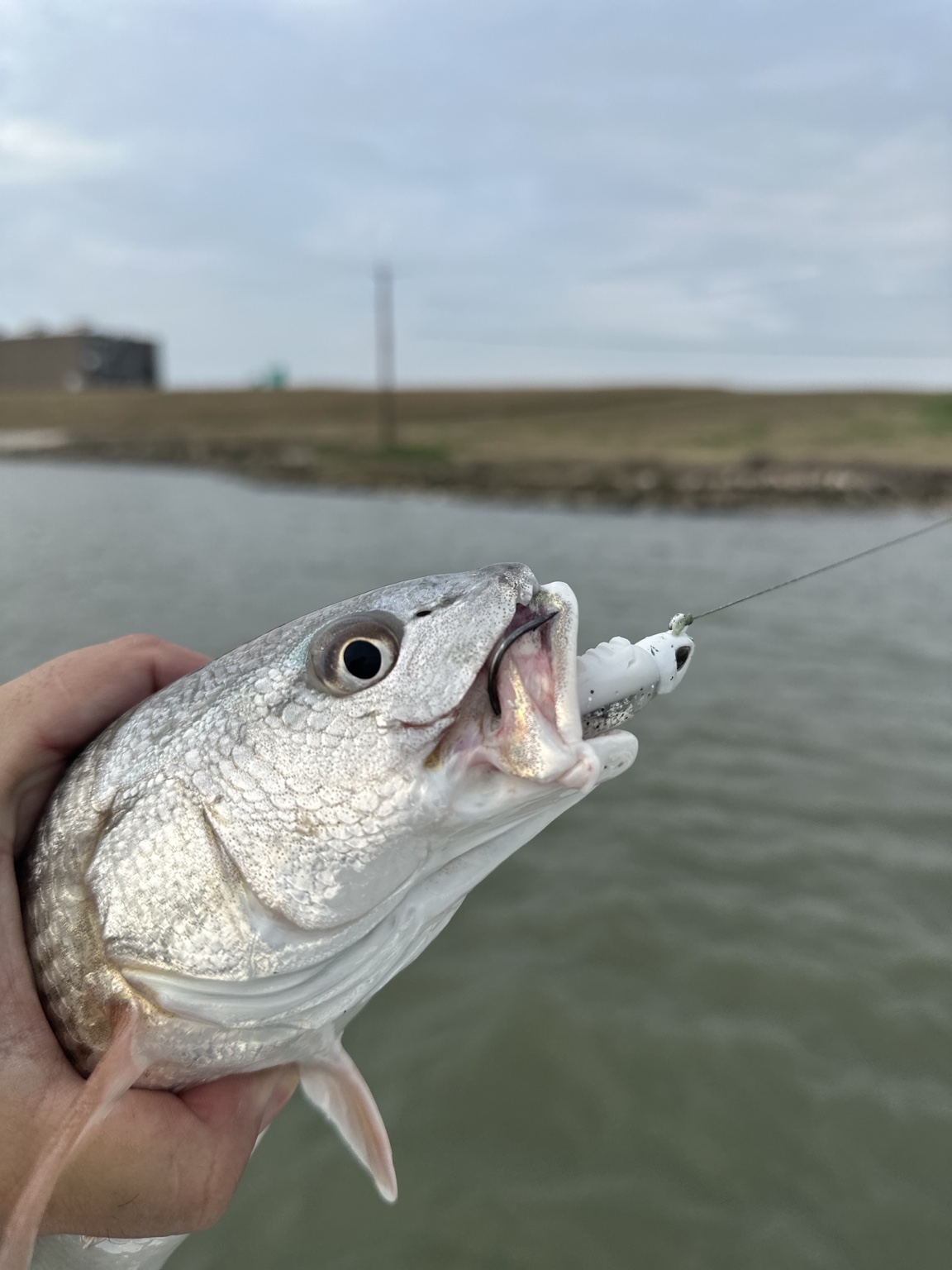 MOK catch photo preview